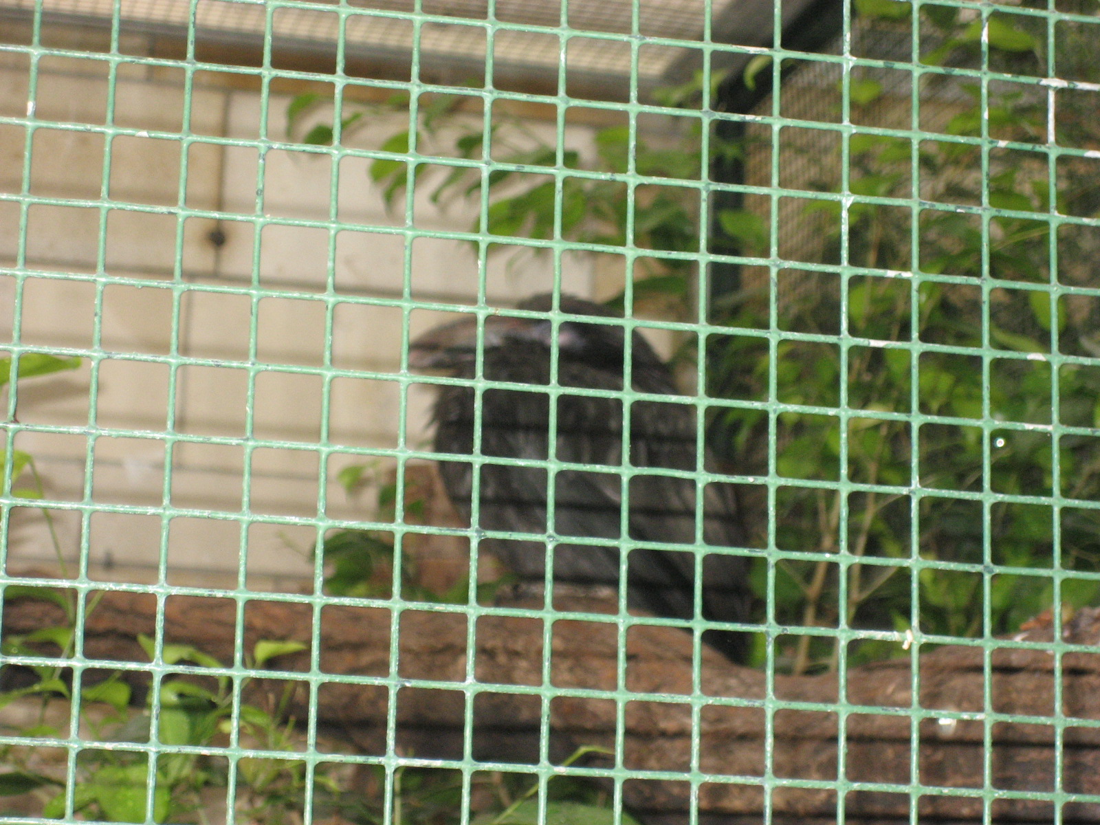 Berlin Zoo - Hornbill