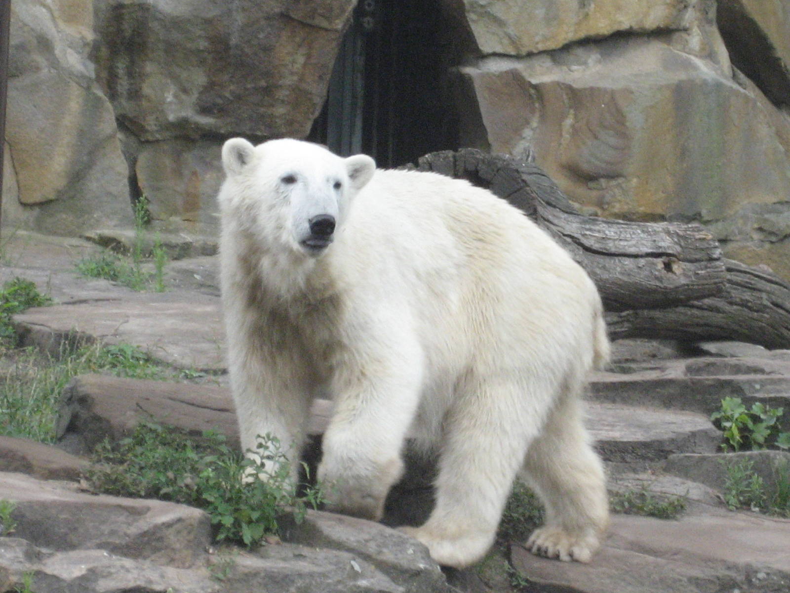 Berlin Zoo - Knut