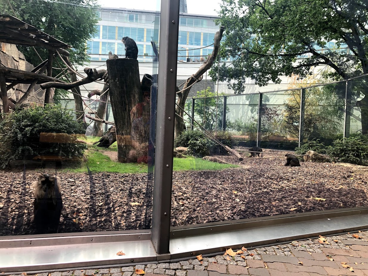 Berlin Zoo- lion tailed macuaqe exhibit- 2020