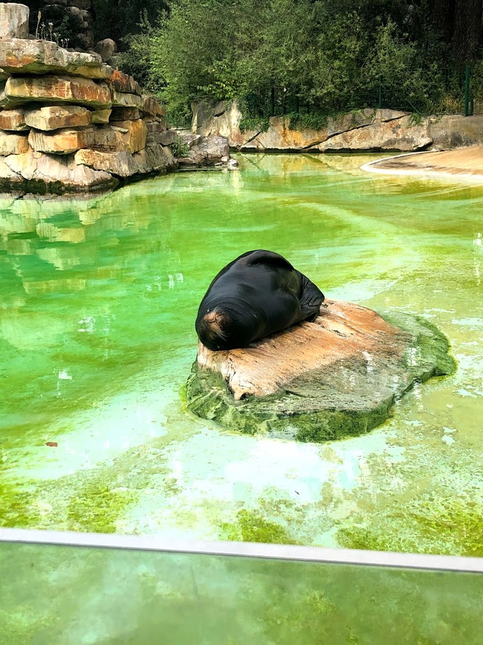 Berlin Zoo- male Californian sea lion- 2020