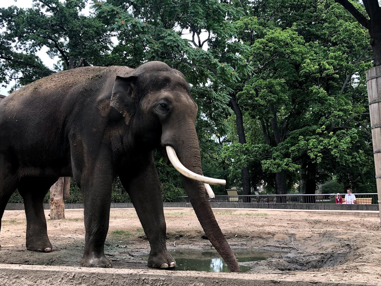 Berlin Zoo- male elephant "Viktor"-2020