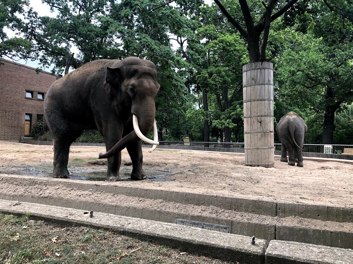 Berlin Zoo- male elephant "Viktor" throwing mud at himself- 2020