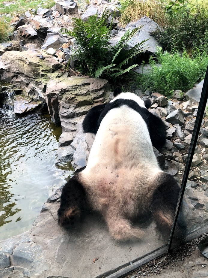 Berlin Zoo- male panda "Jiao Qing"- 2020