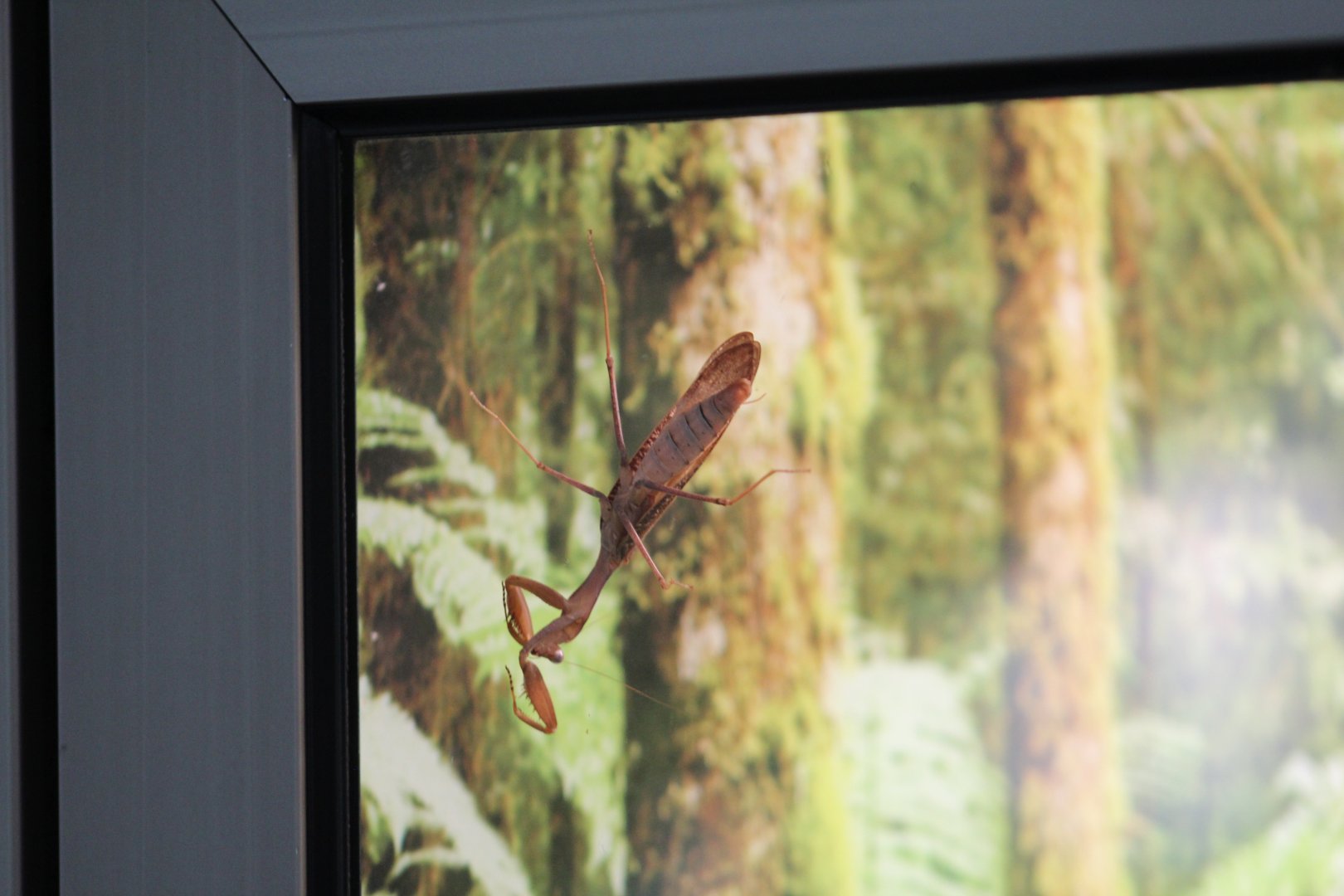 Berlin Zoo- Mantis ID?