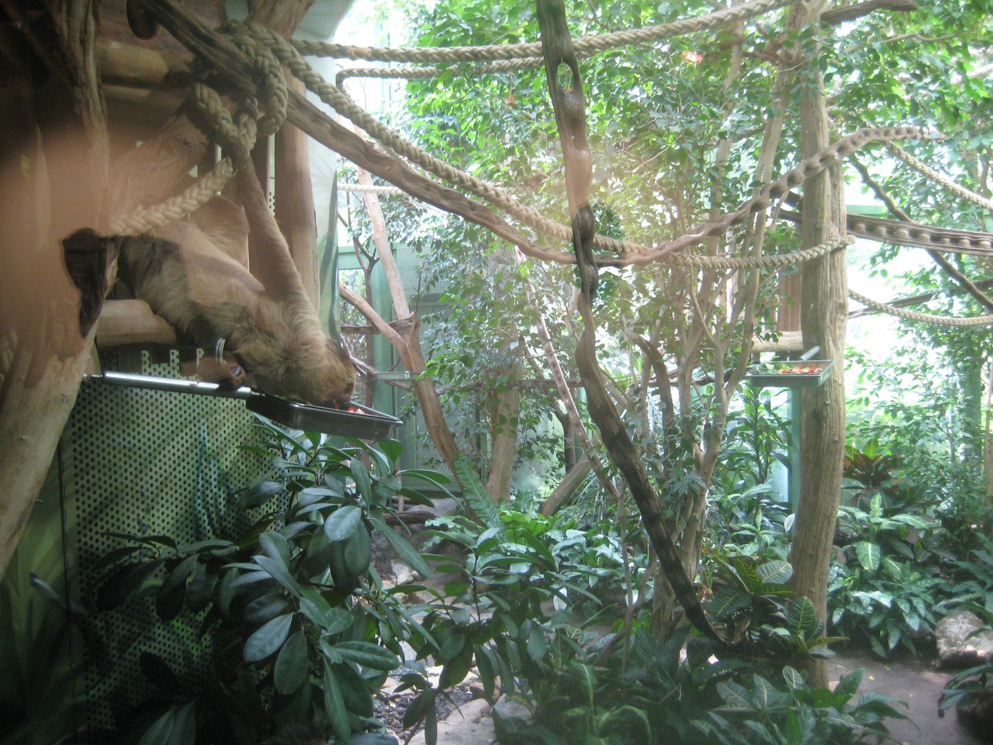 Berlin Zoo - Monkey house - Sloth/marmoset exhibit