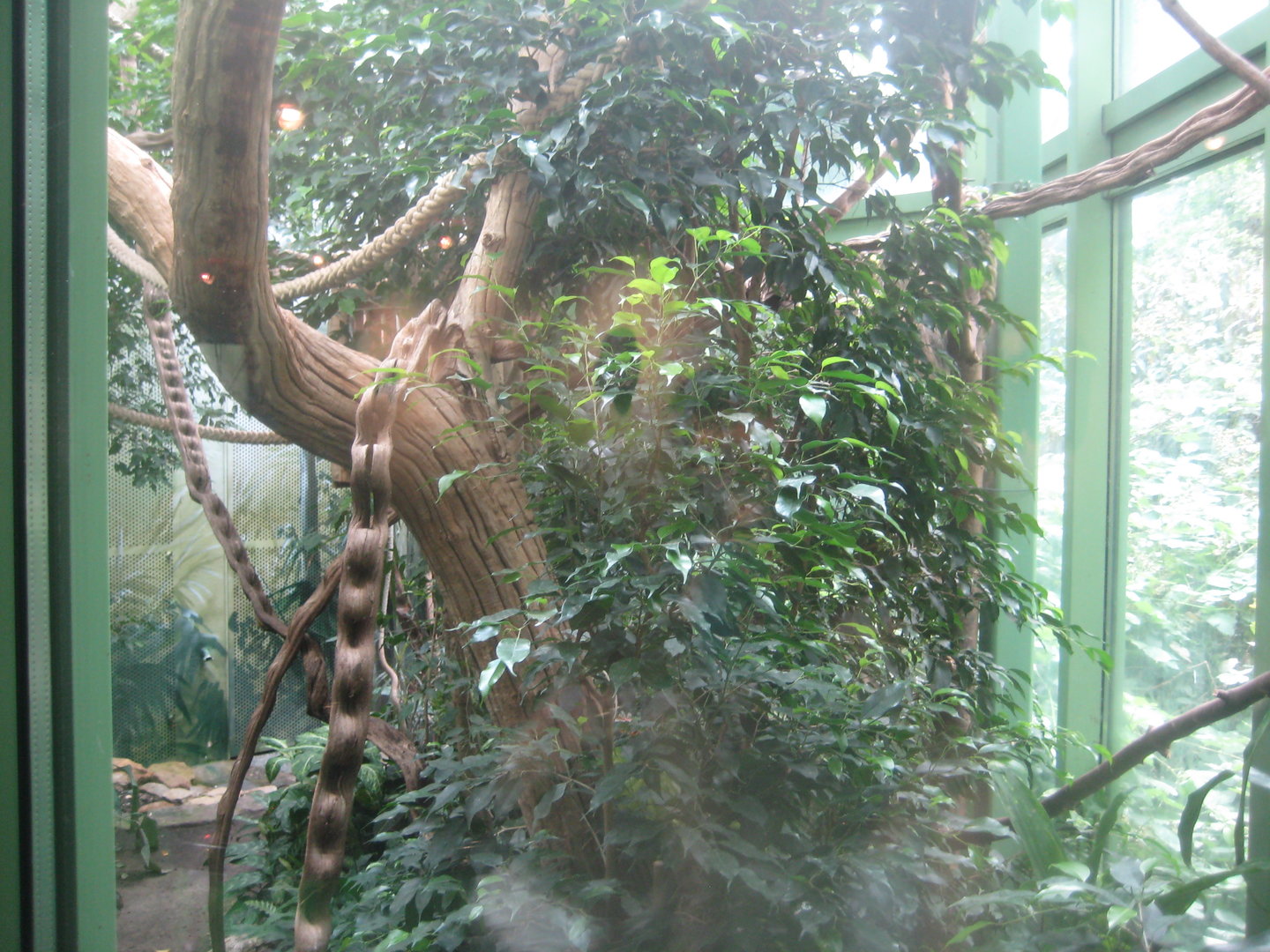 Berlin Zoo - Monkey house - Sloth/marmoset exhibit