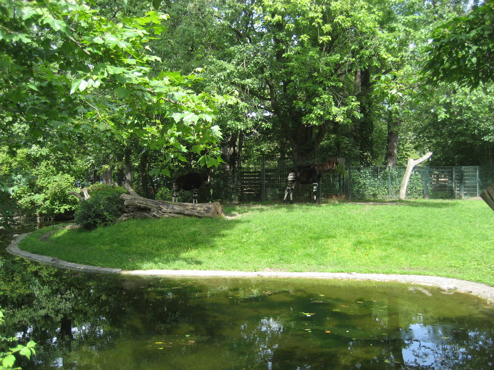 Berlin Zoo - Okapi exhibit