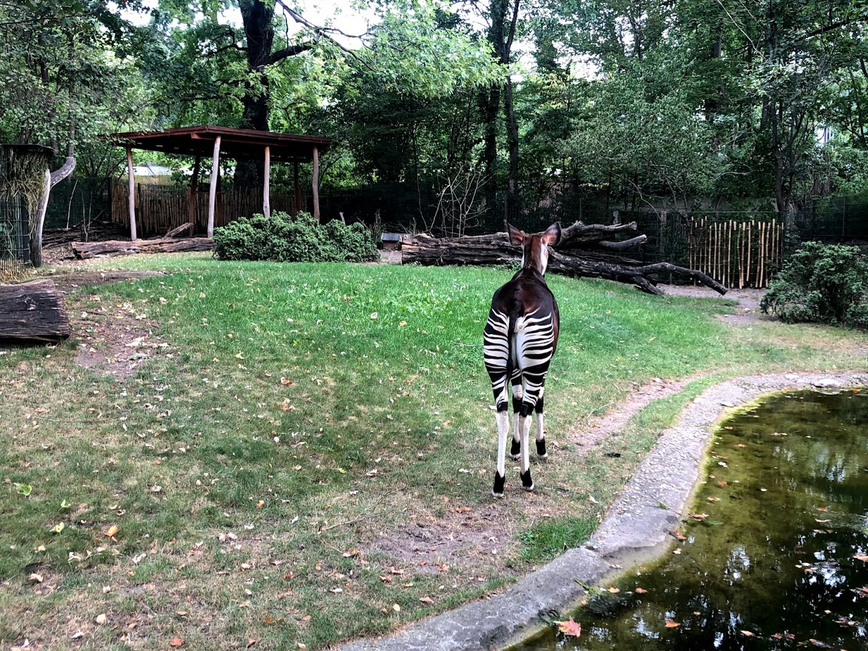 Berlin Zoo- okapi from the back- 2020
