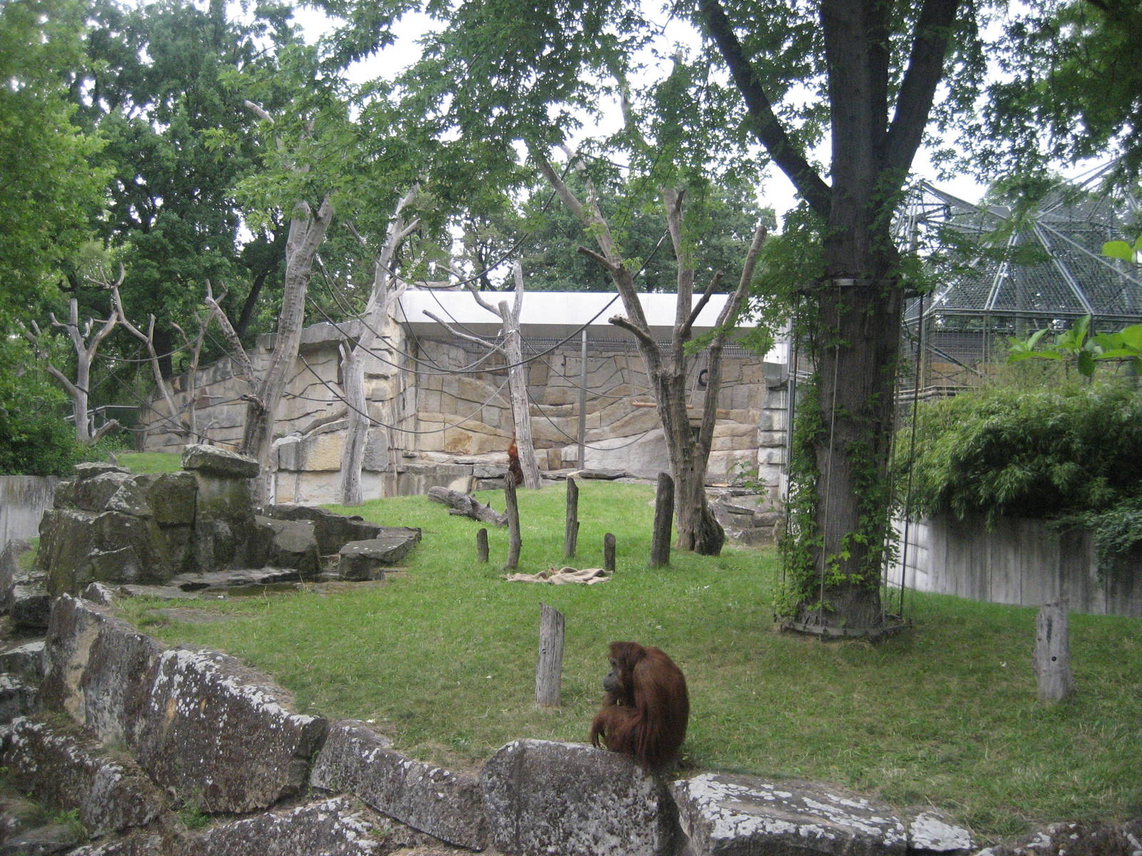 Berlin Zoo - Orangutan Exhibit
