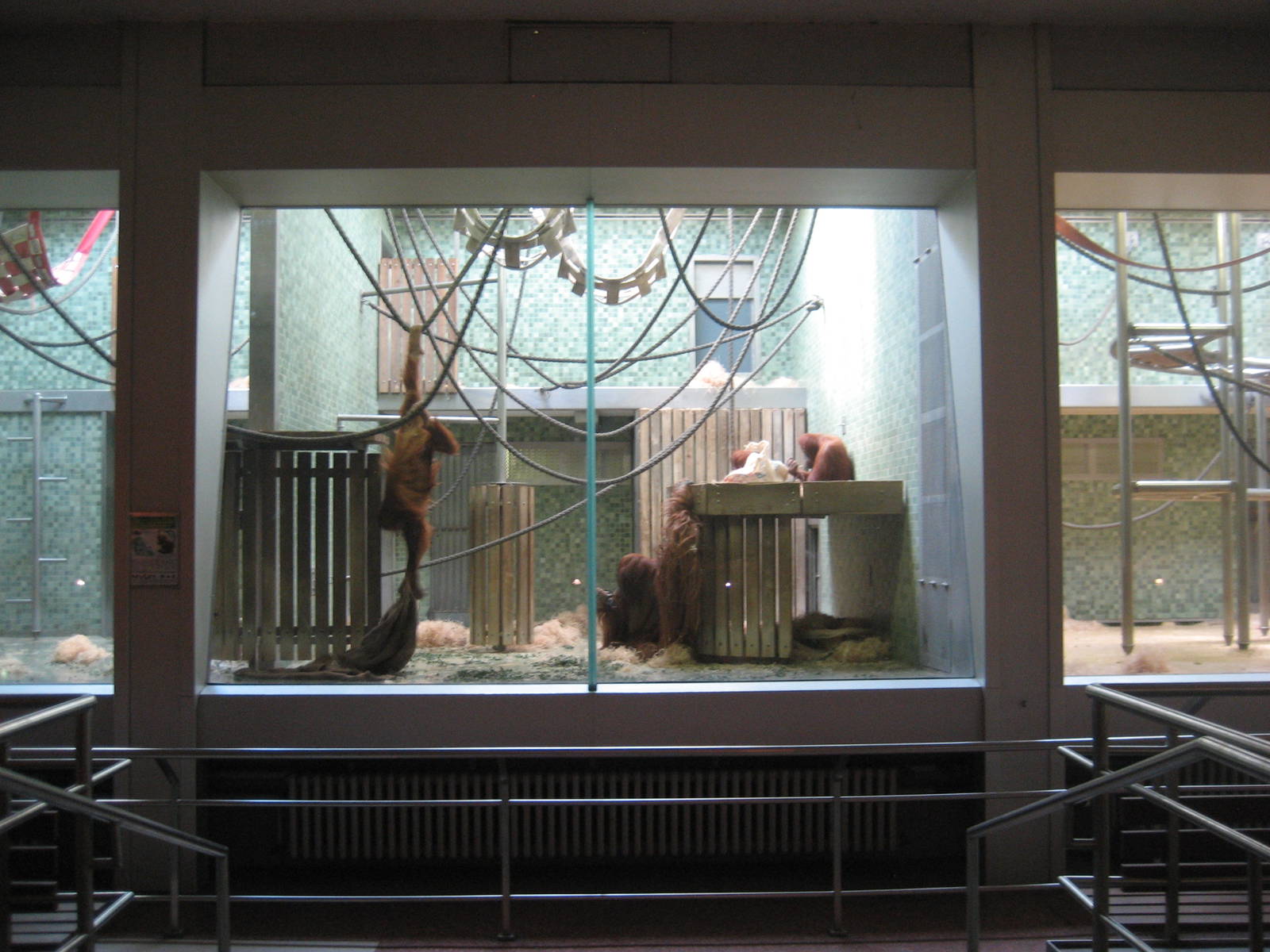Berlin Zoo - Orangutan indoor exhibit