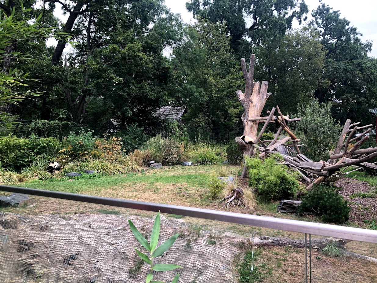 Berlin Zoo- panda enclosure- 2020