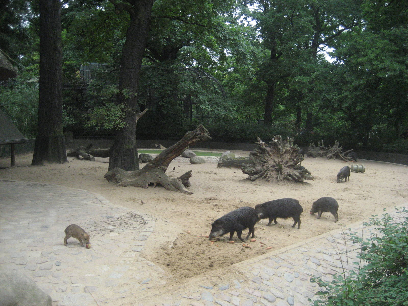 Berlin Zoo - Peccary Exhibit