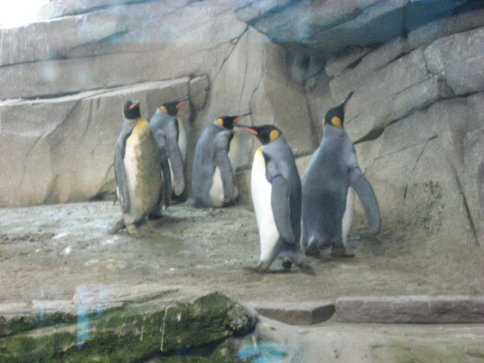 Berlin Zoo - Penguins