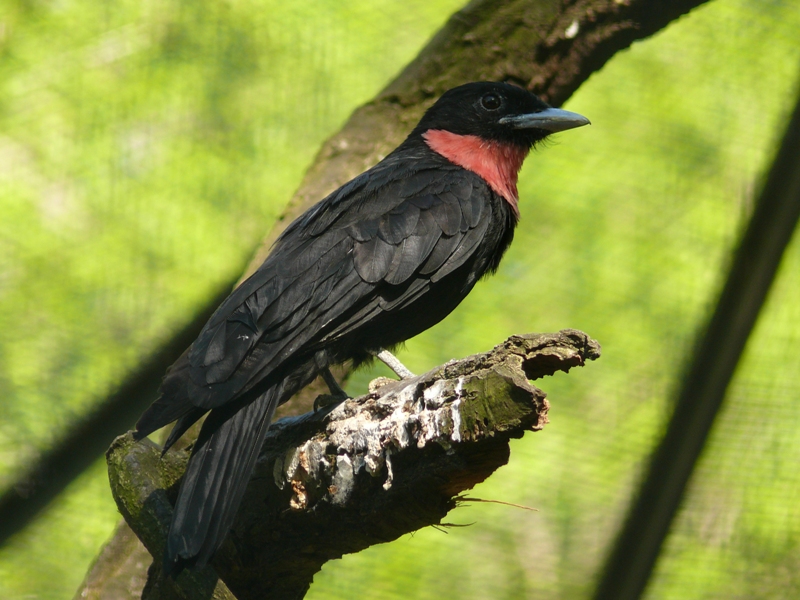 Berlin Zoo - Purple-throated fruitcrow 1