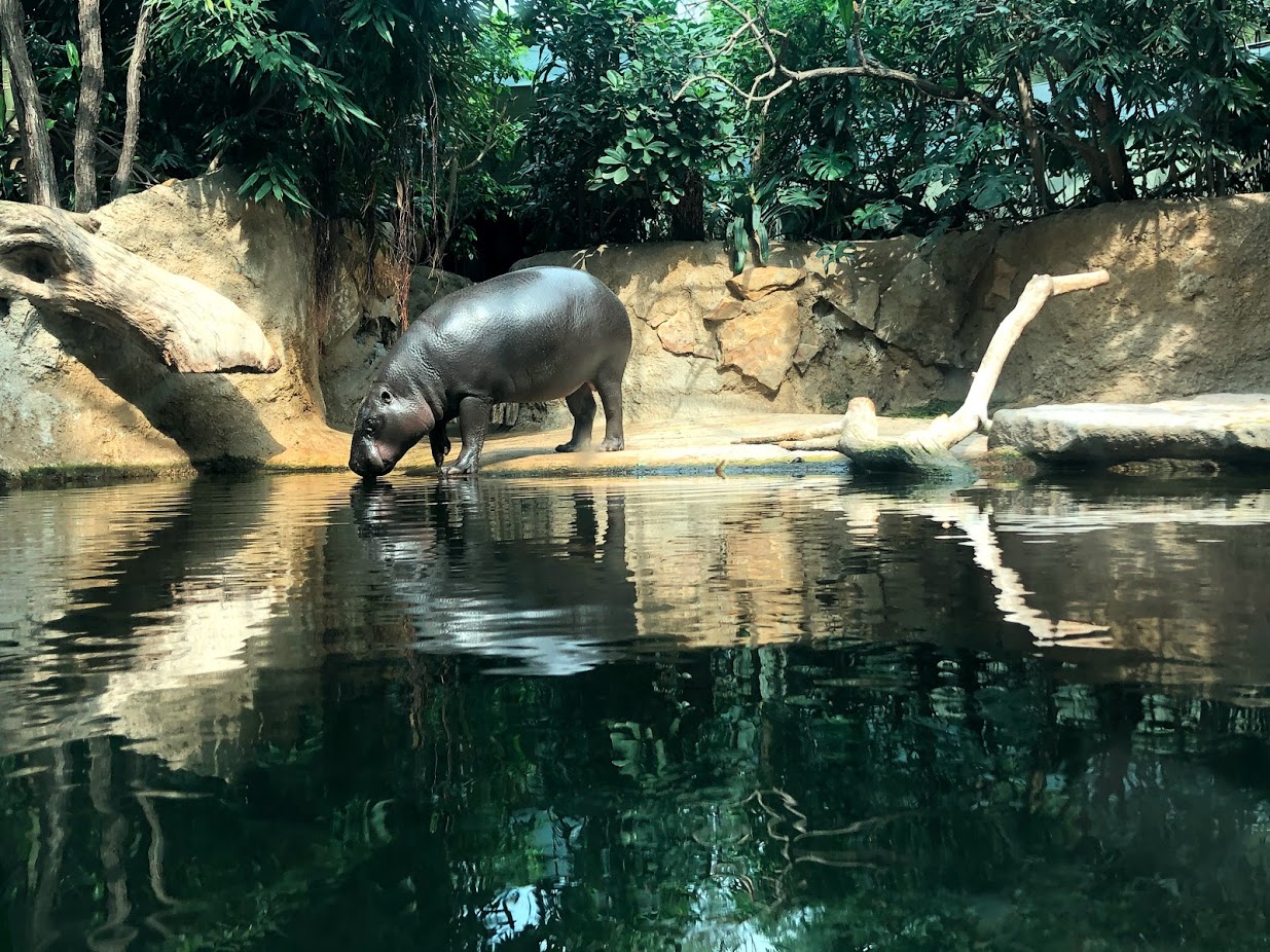 Berlin Zoo- pygmy hippopotamus- 2020