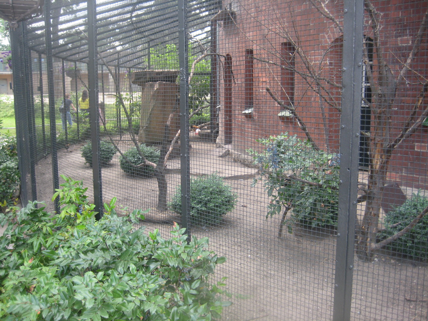 Berlin Zoo - Red junglefowl aviary