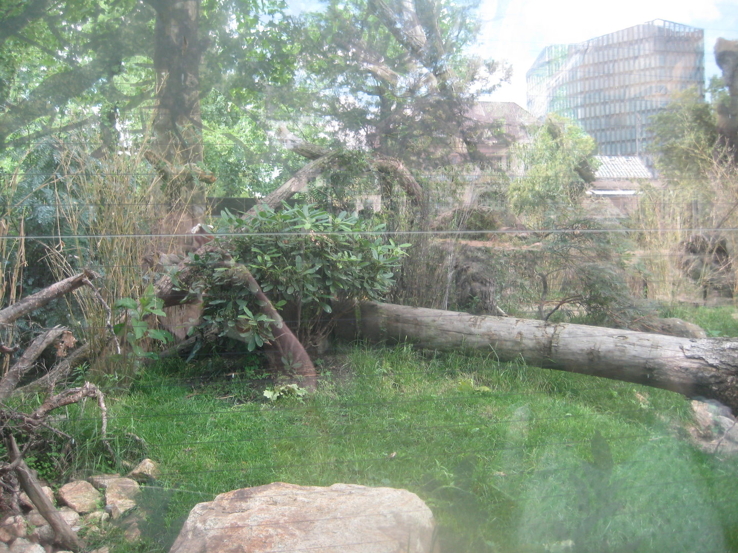 Berlin Zoo - Red panda exhibit