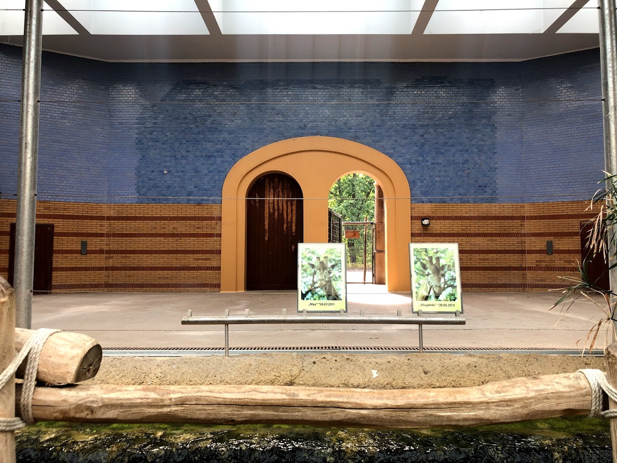 Berlin Zoo- Rothschild's giraffe and reticulated giraffe indoor enclosure- 2020