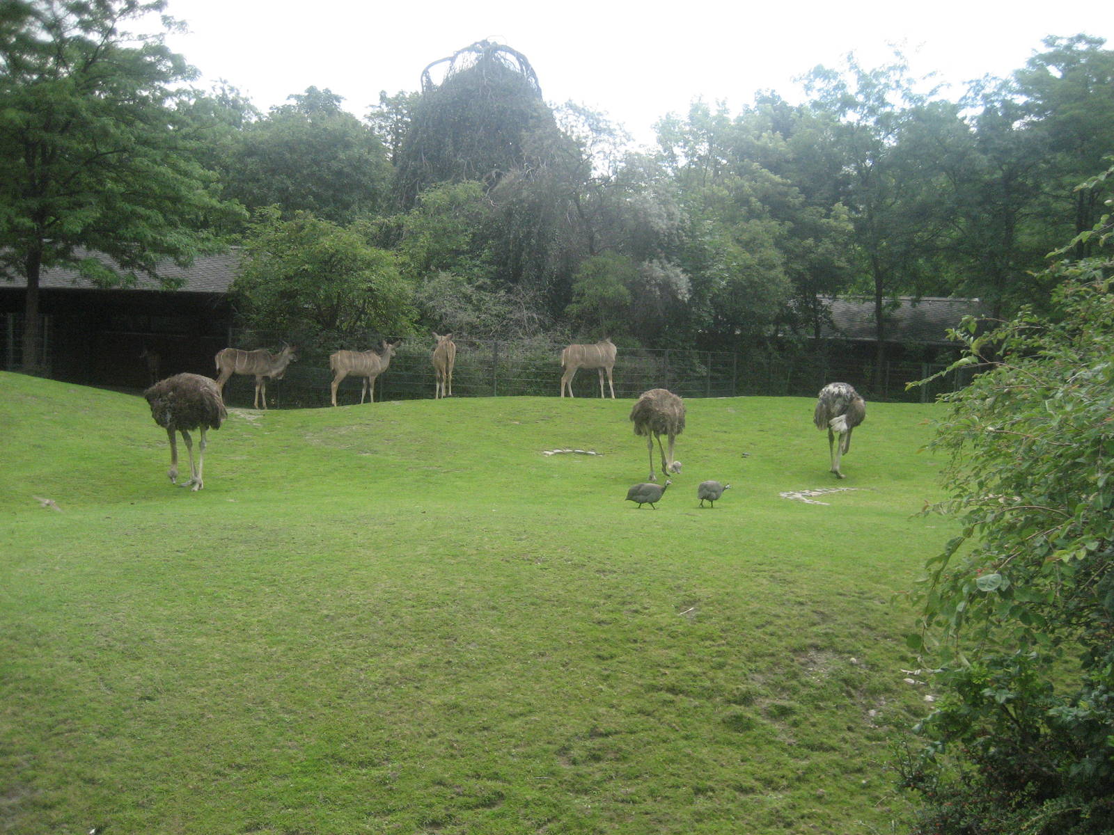 Berlin Zoo - Savannah