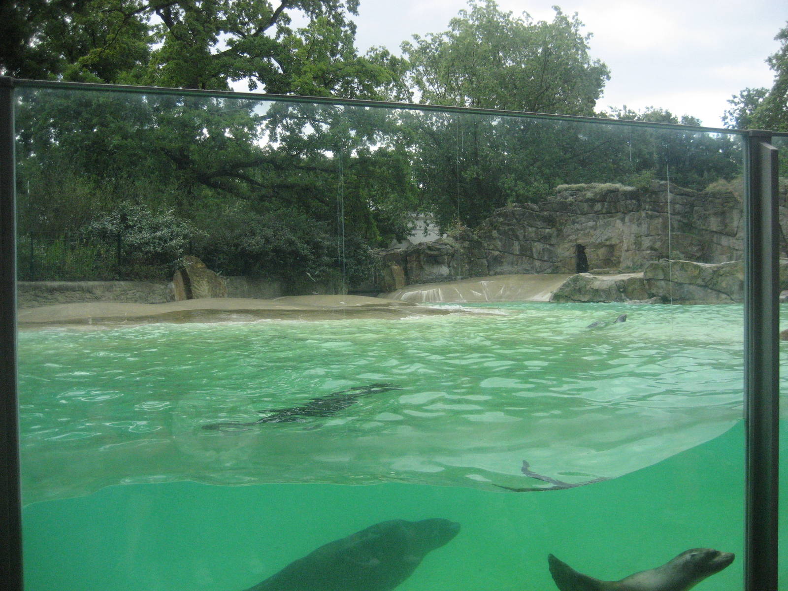 Berlin Zoo - Sea Lion Exhibit