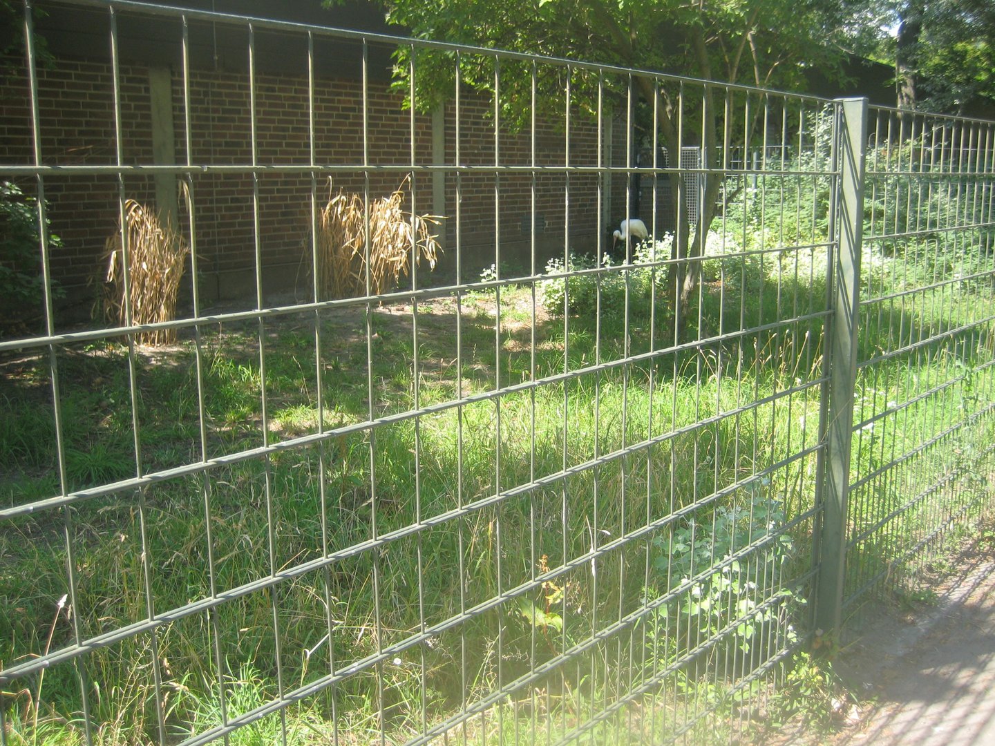 Berlin Zoo - Siberian crane exhibit