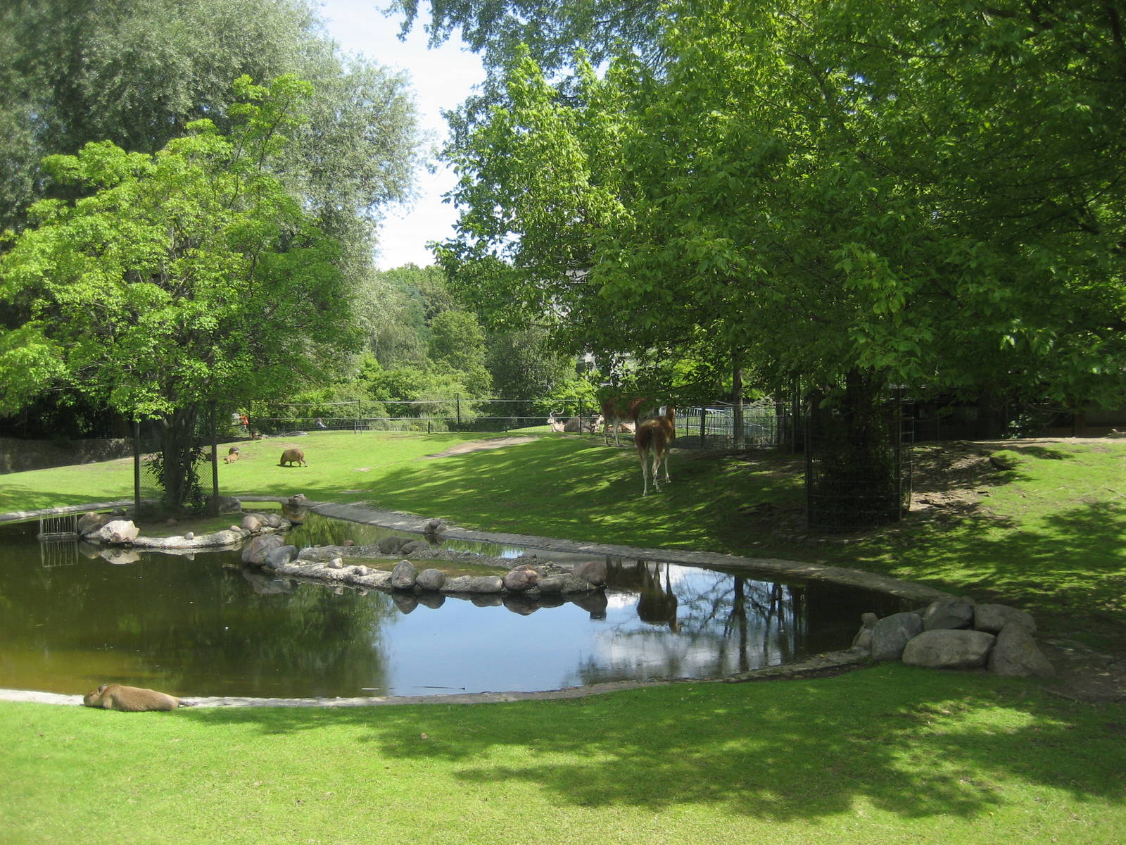 Berlin Zoo - South American exhibit