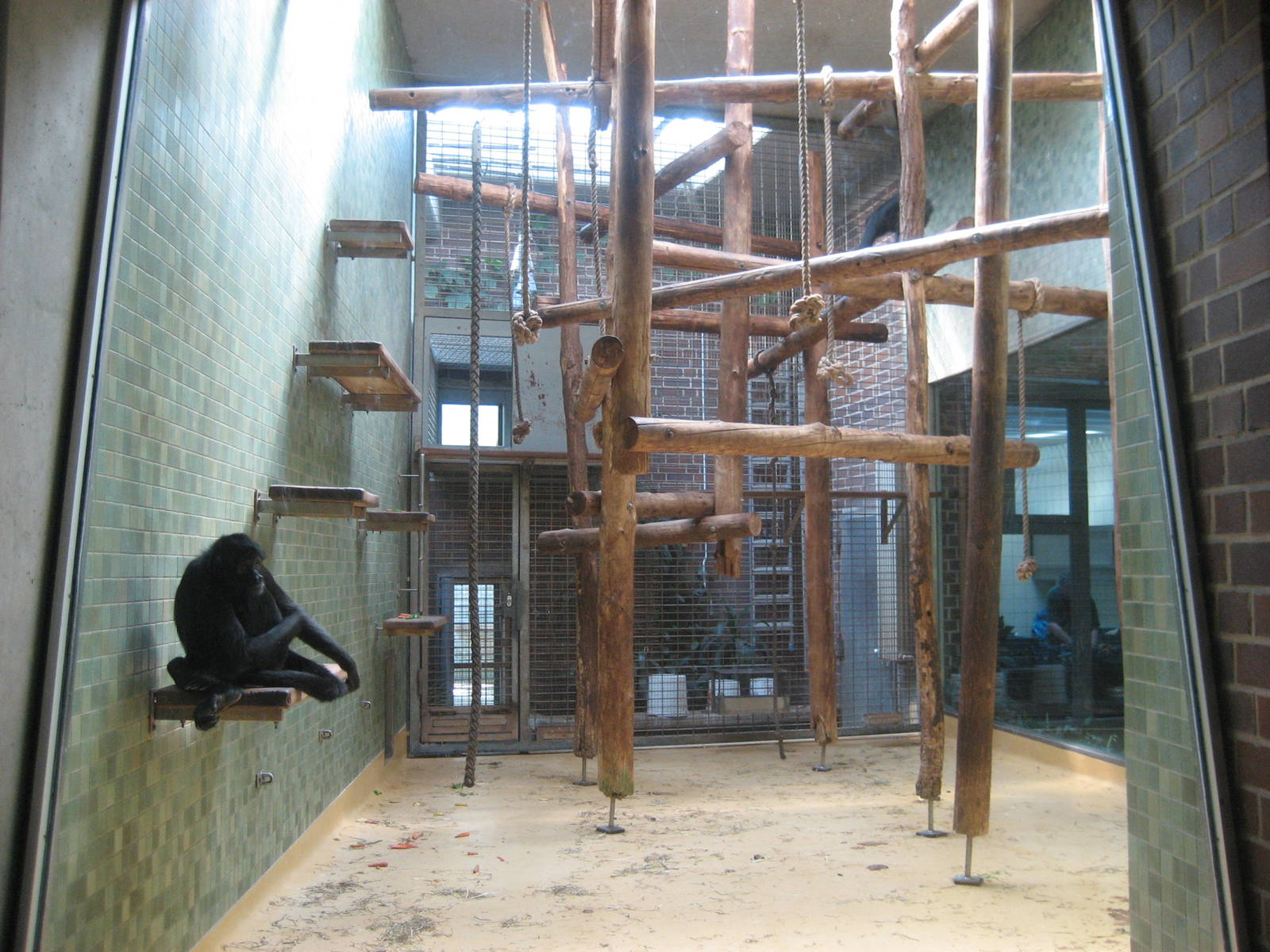 Berlin Zoo - Spider monkey exhibit
