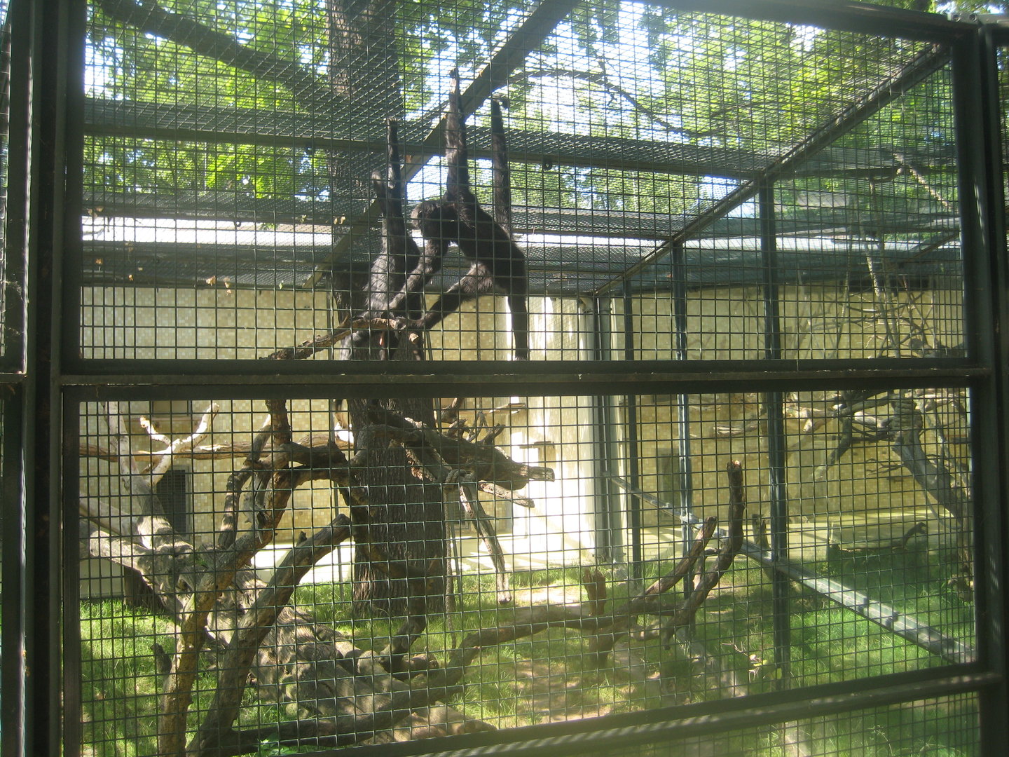 Berlin Zoo - Spider monkey exhibit