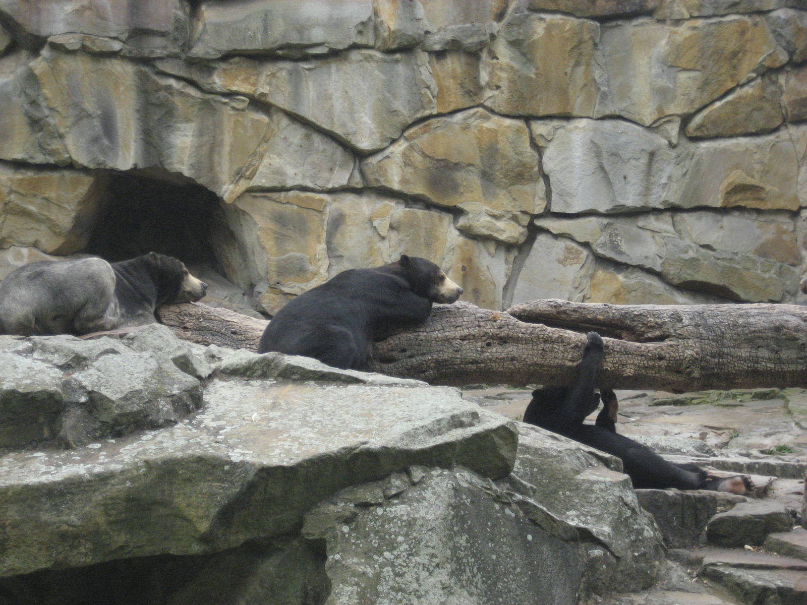 Berlin Zoo - Sun Bears