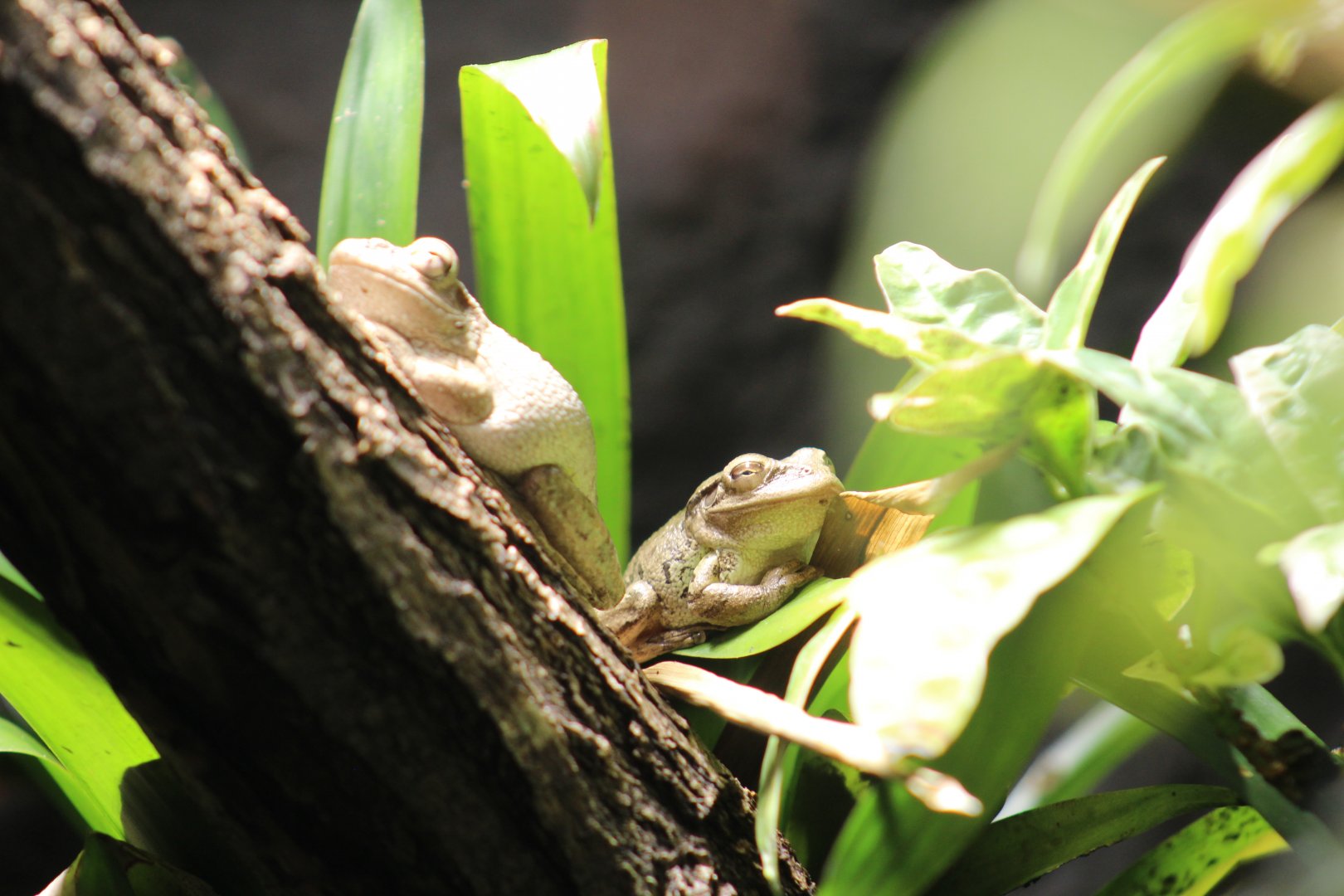 Berlin Zoo- Treefrog ID?