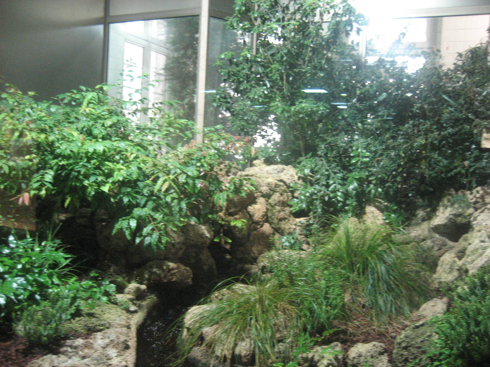 Berlin Zoo - Tuatara Exhibit