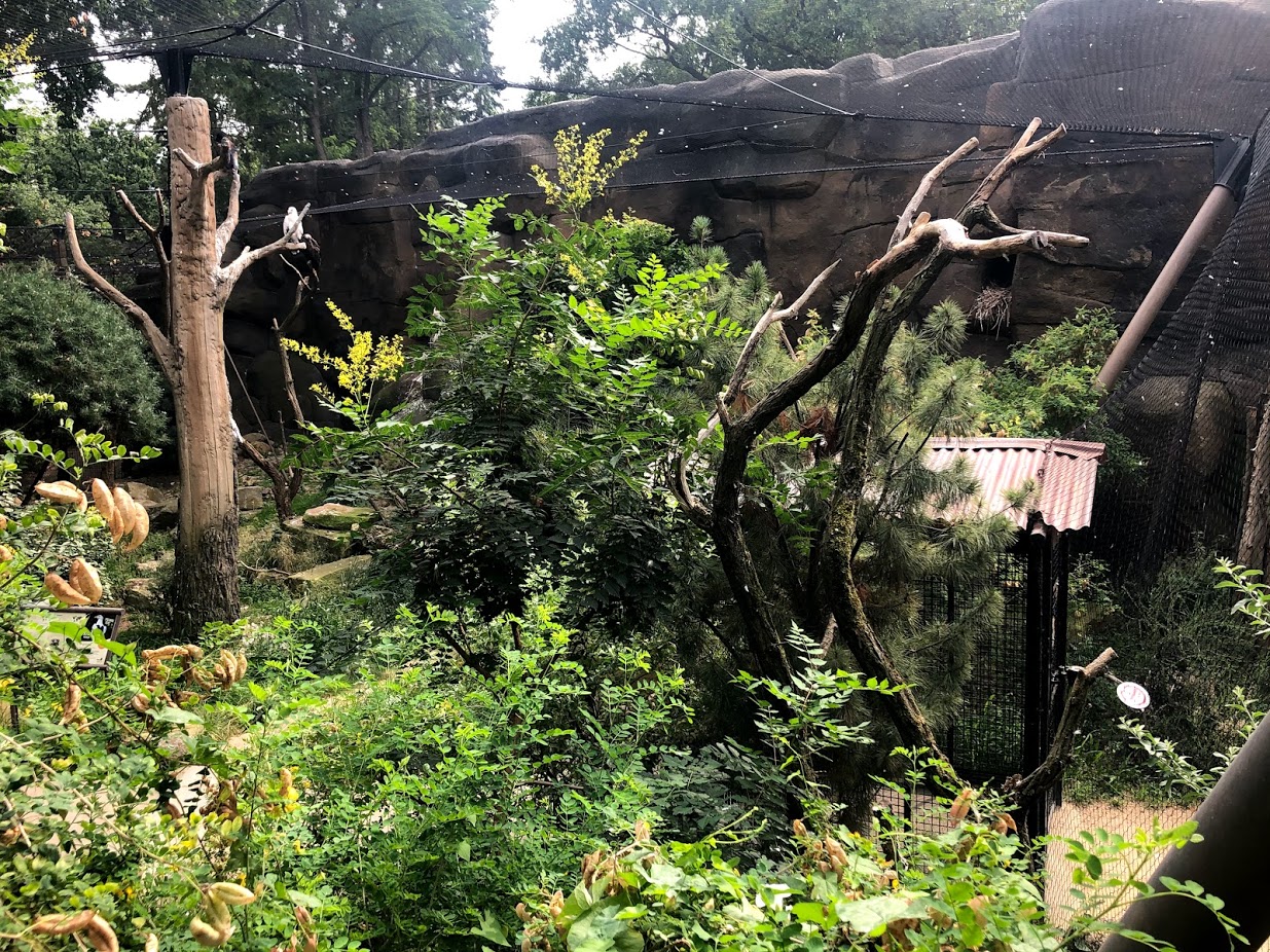 Berlin Zoo- view onto walkthrough vulture and eagle aviary- 2020