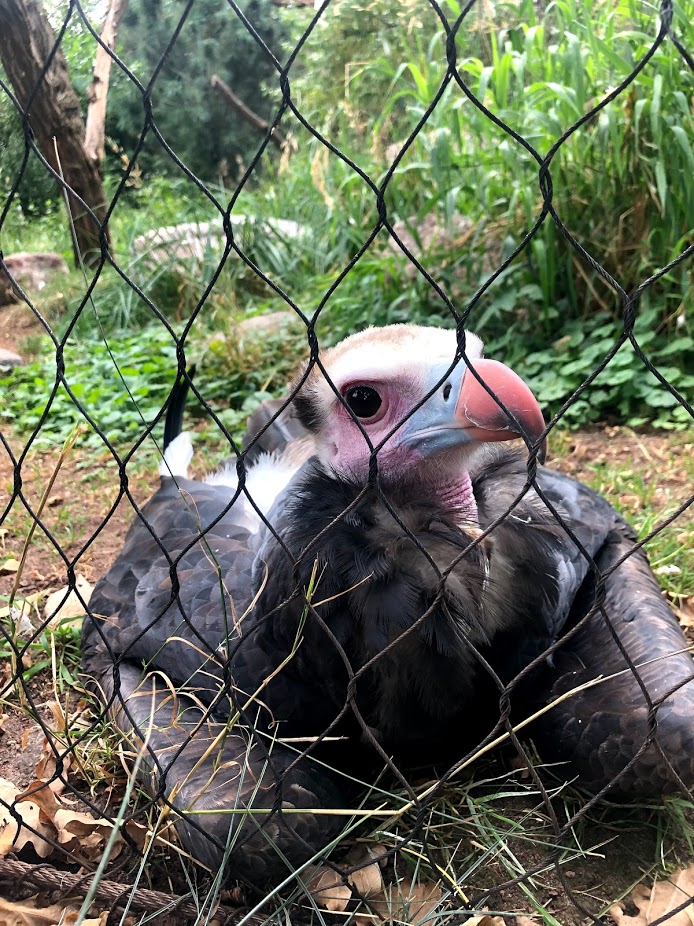 Berlin Zoo- vulture- 2020