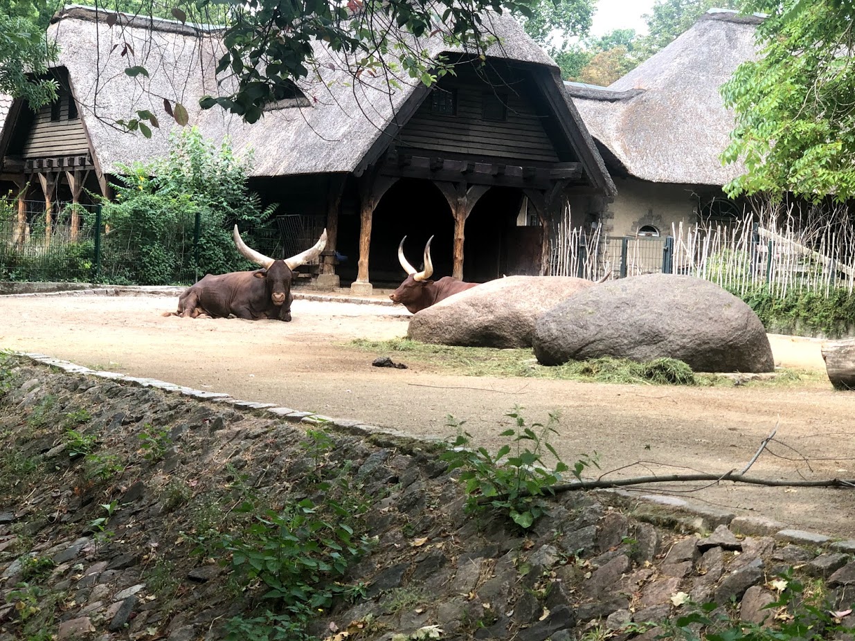Berlin Zoo- watusi- 2020
