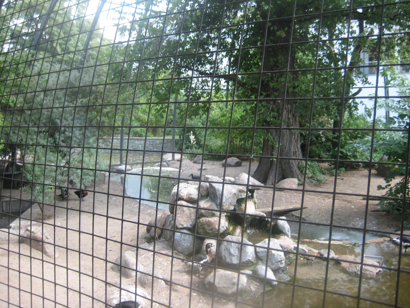 Berlin Zoo - Wetlands aviary