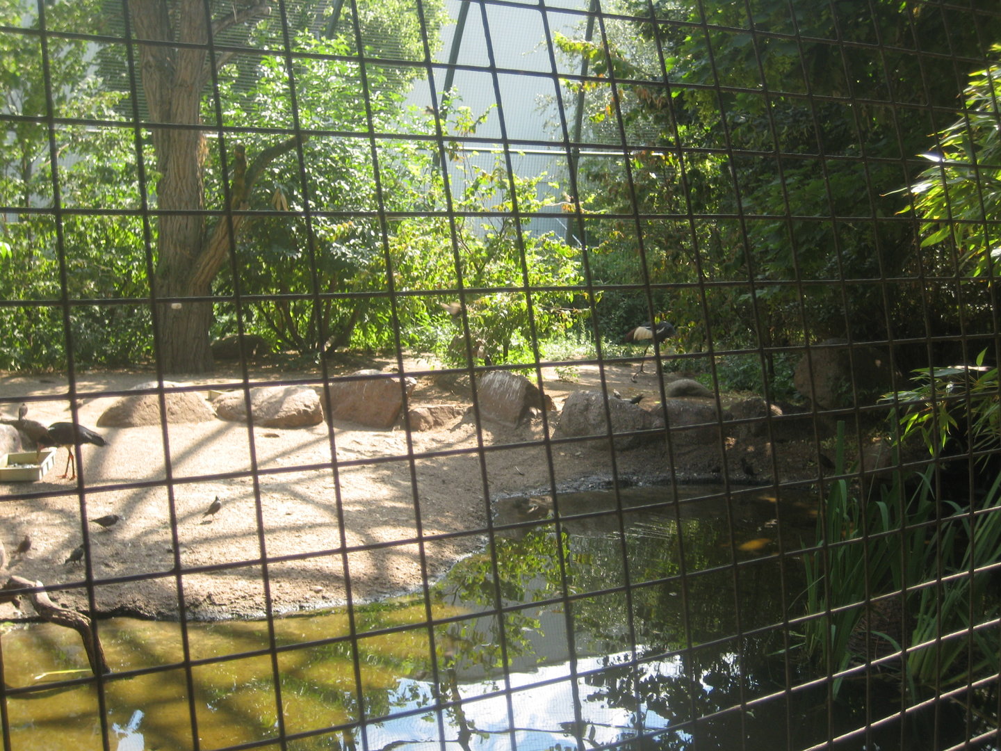Berlin Zoo - Wetlands aviary