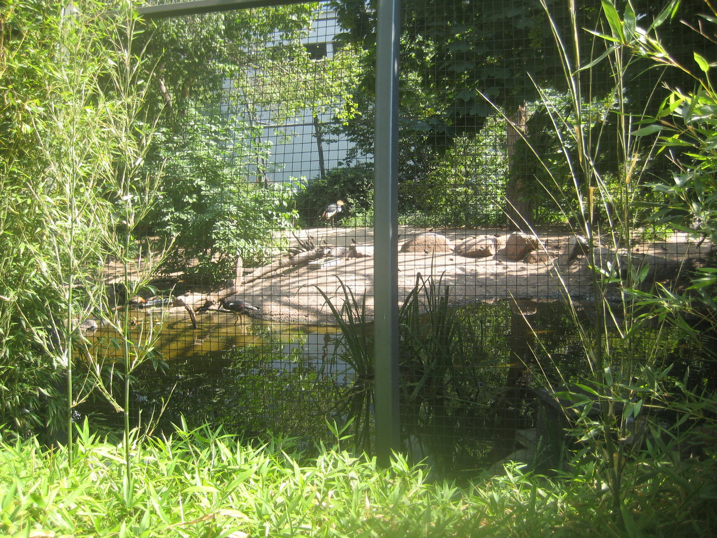 Berlin Zoo - Wetlands aviary