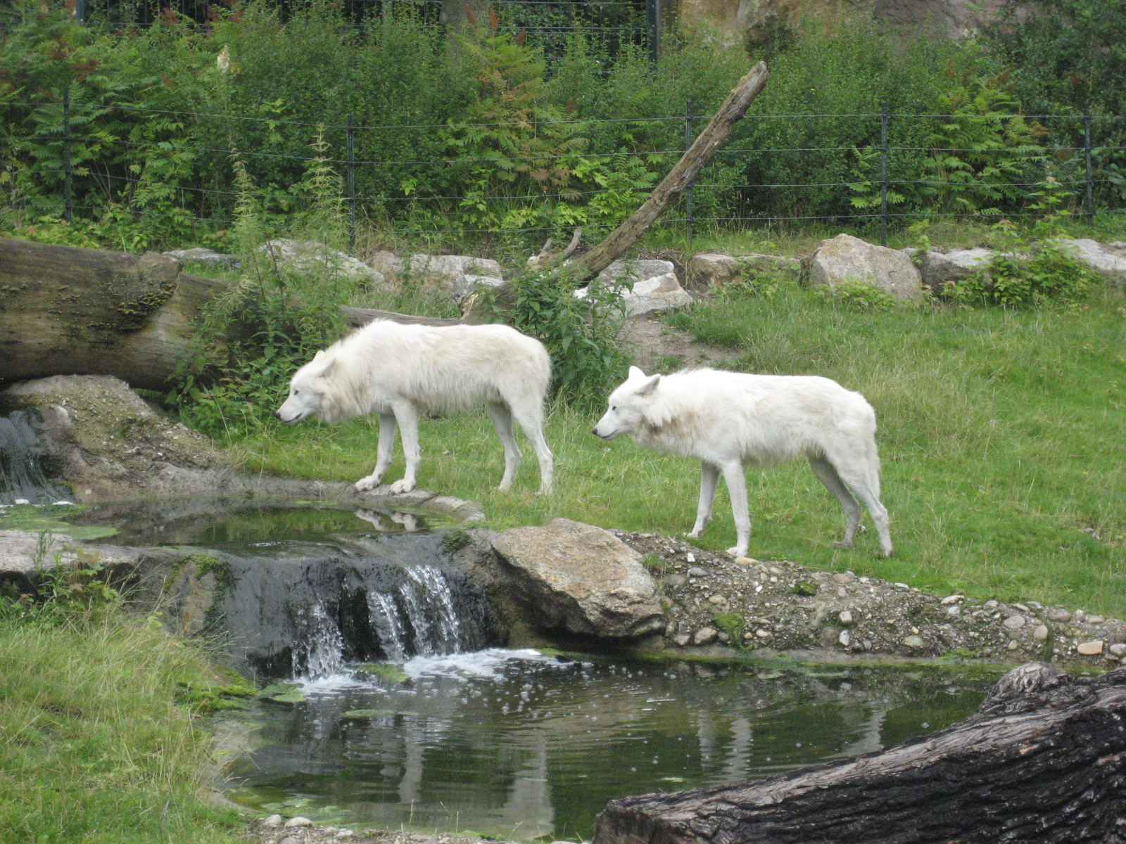 Berlin Zoo - Wolves