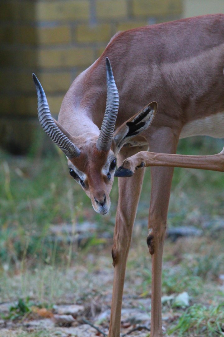 Berlin Zoo's only Southern Gerenuk- September 2024