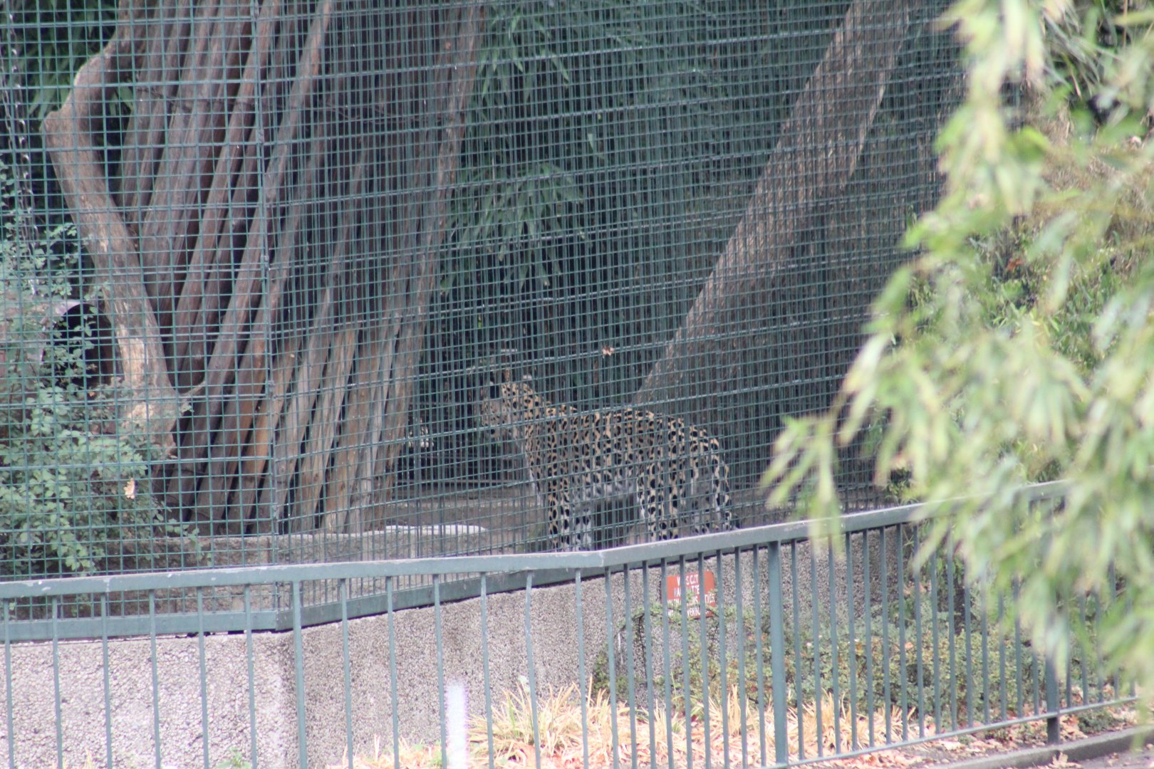 Berlin's Last Jaguar