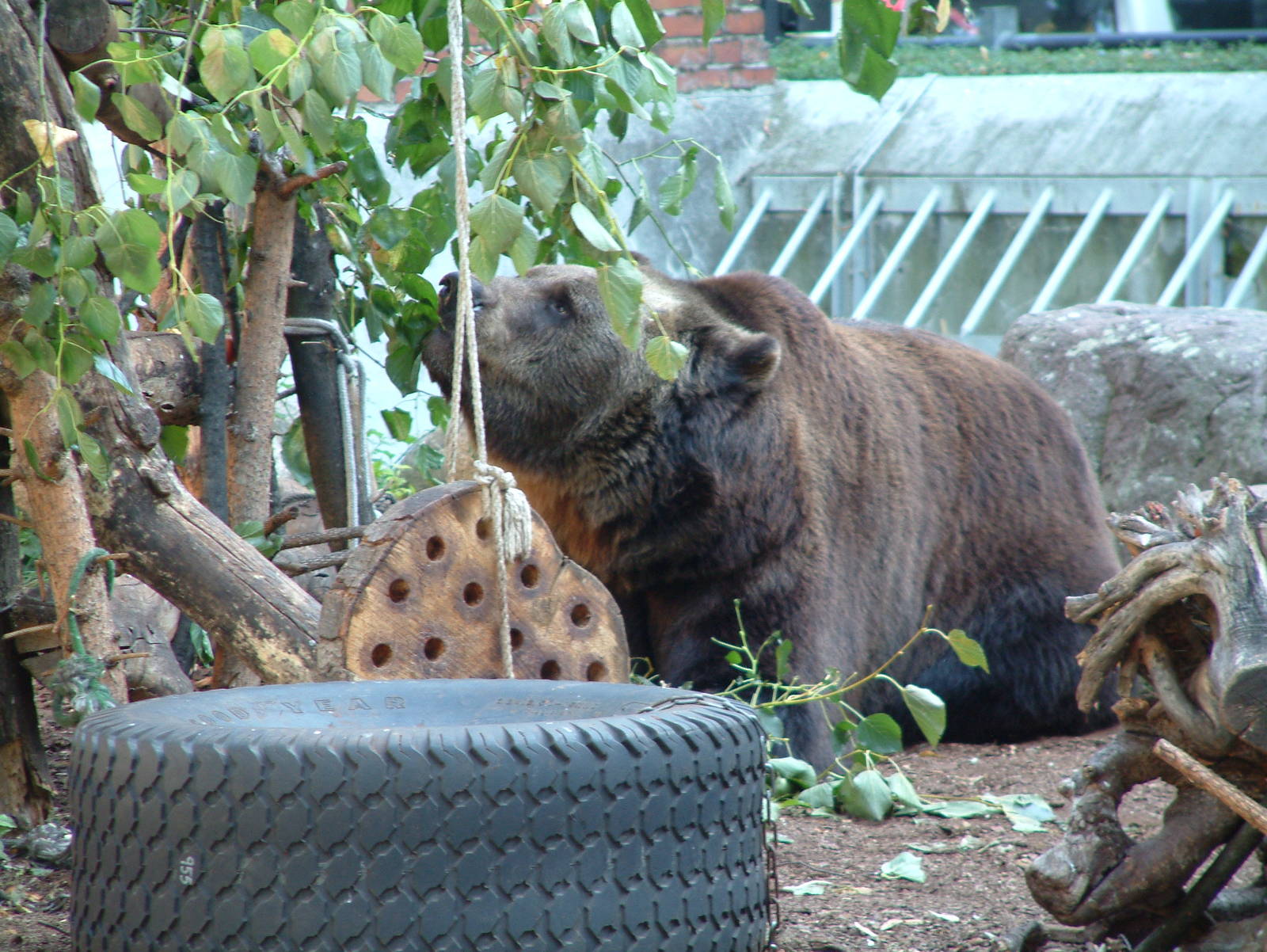 Berlin's three brown bears