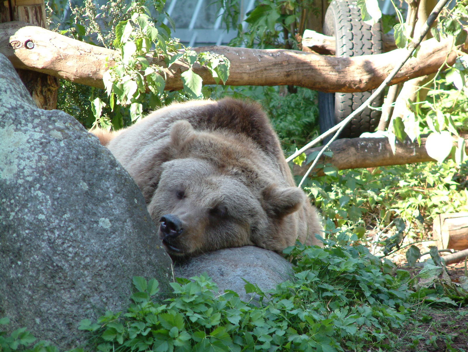 Berlin's three brown bears