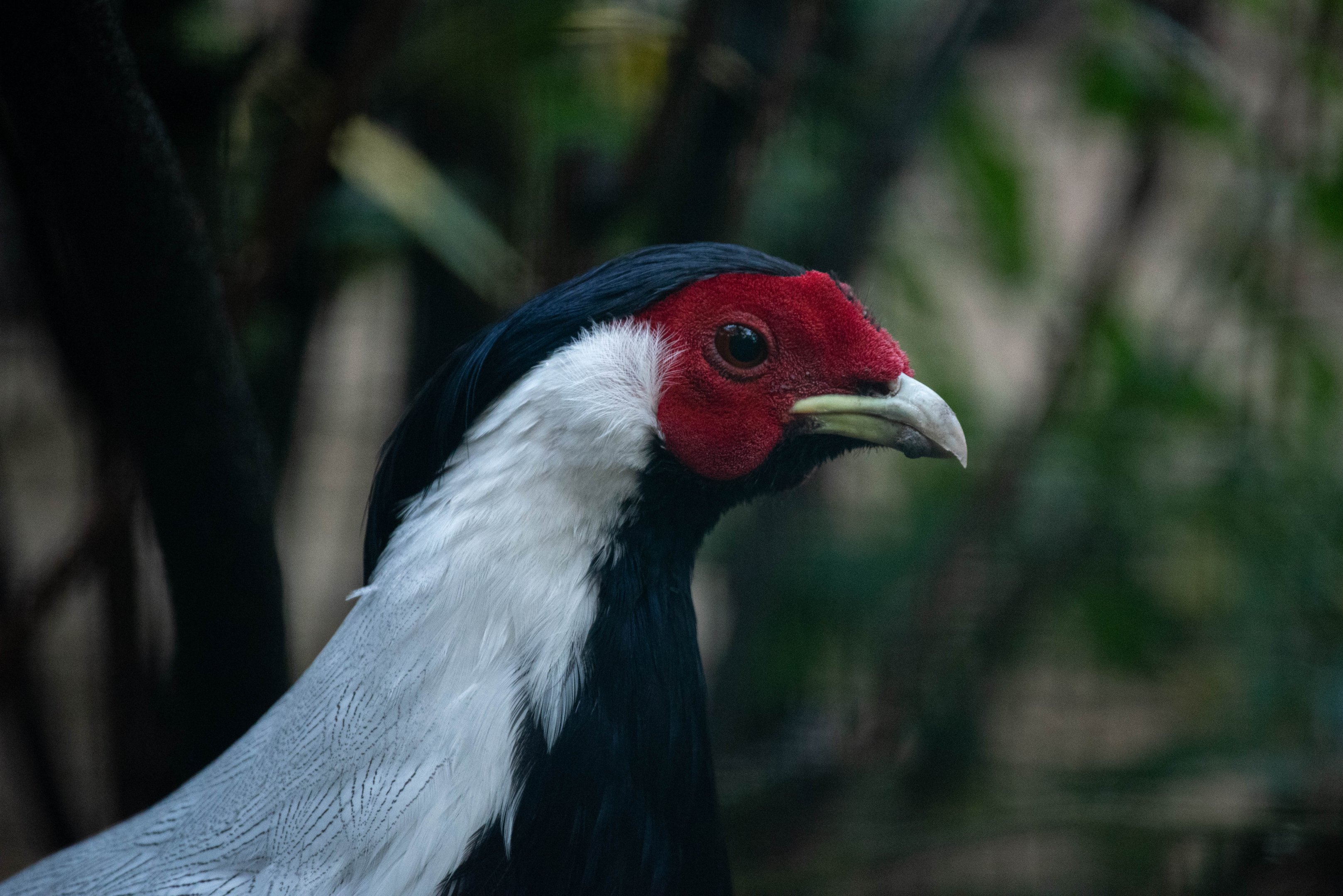 Berlioz silver pheasant - Lophura nycthemera berliozi