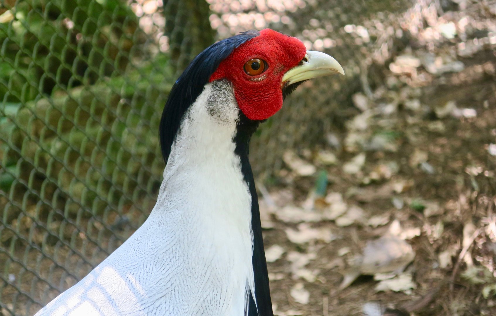 Berlioz's Silver Pheasant (Lophura nycthemera berliozi)