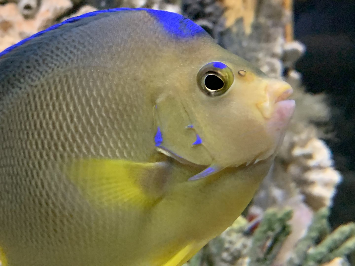 Bermuda Blue Angelfish (Holacanthus bermudensis)