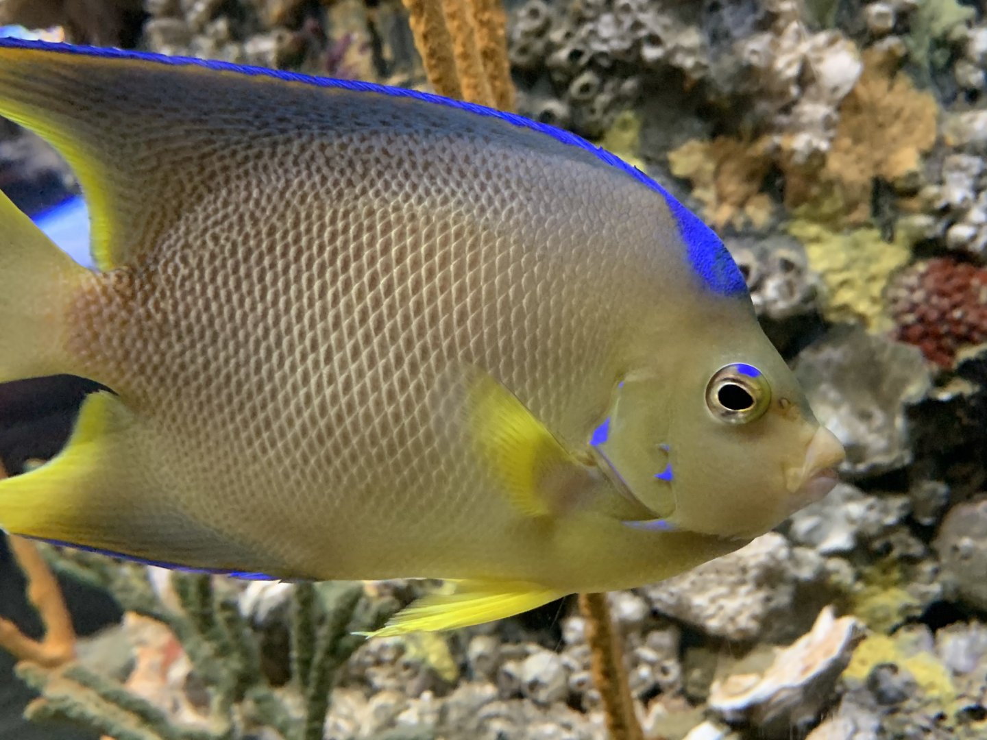 Bermuda Blue Angelfish (Holacanthus bermudensis)