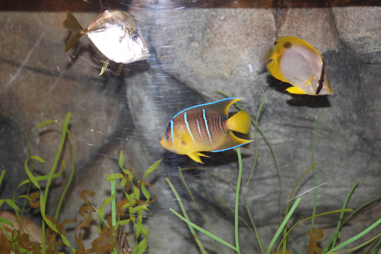 Bermuda Blue Angelfish