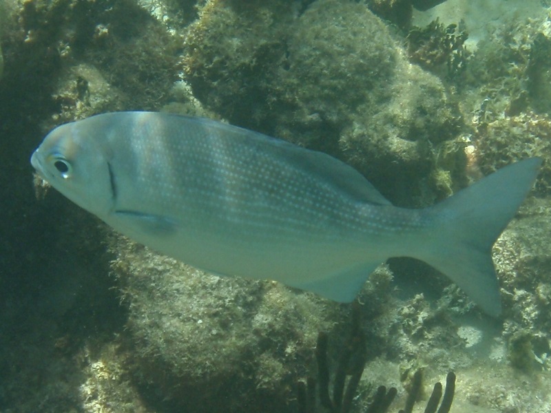 Bermuda chub (Kyphosus sectatrix)