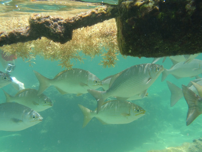 Bermuda chub (Kyphosus sectatrix)