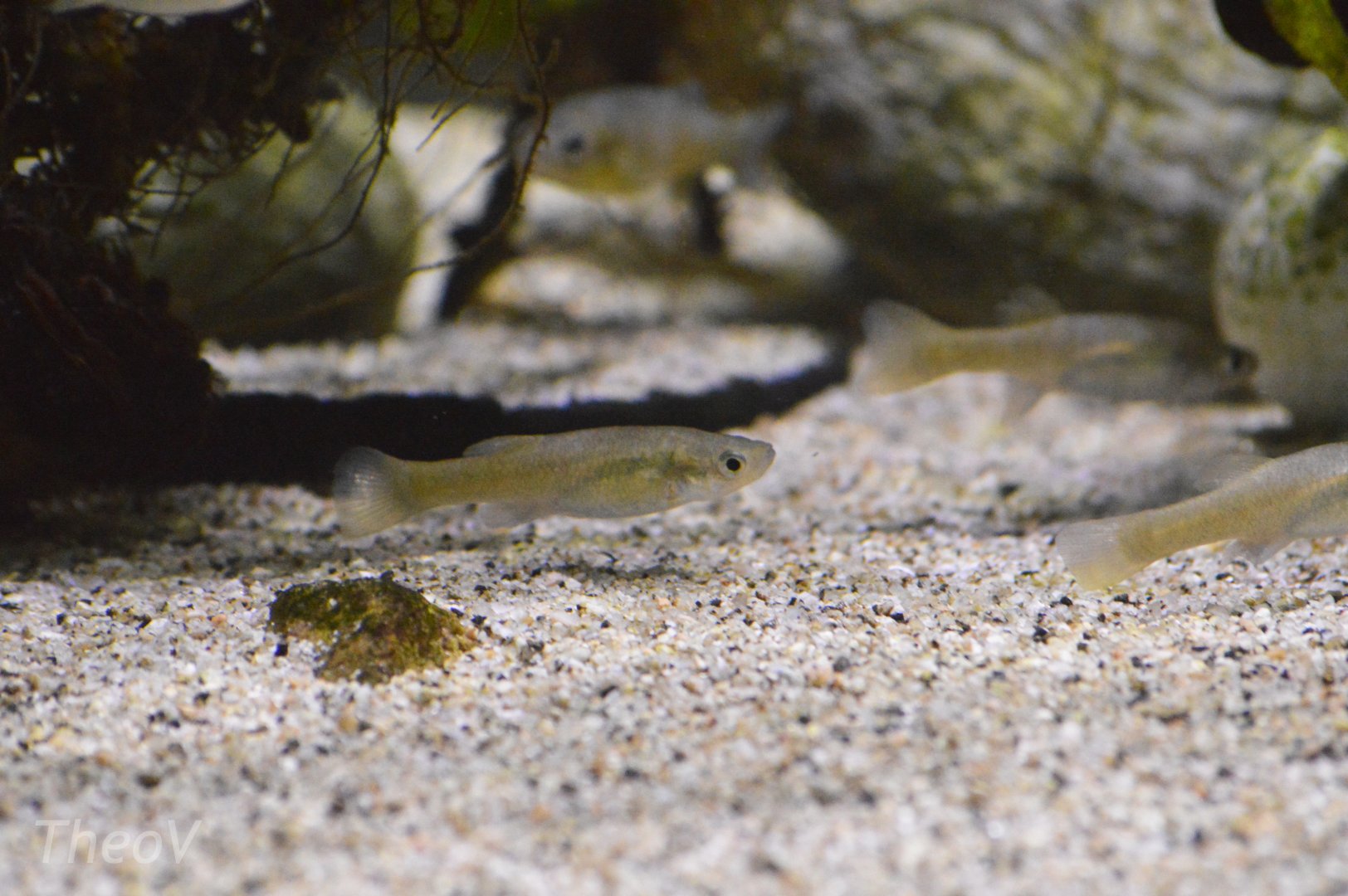 Bermuda killifish [2019]